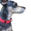 Collar Martingale Rojo para perro - Petipia Pet Trends