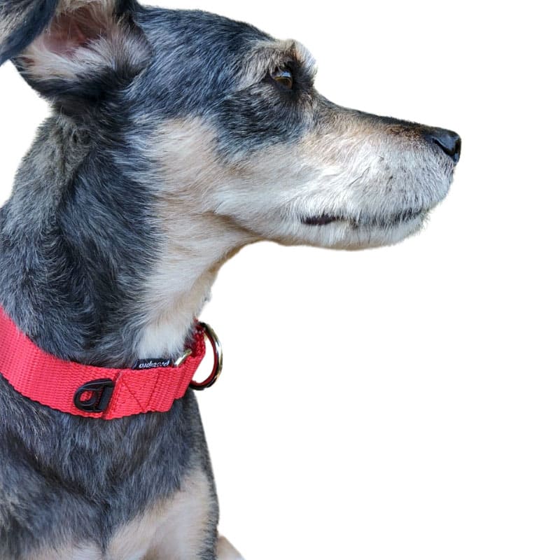 Collar Martingale Rojo para perro - Petipia Pet Trends Collar Martingale Rojo para perro - Petipia Pet Trends