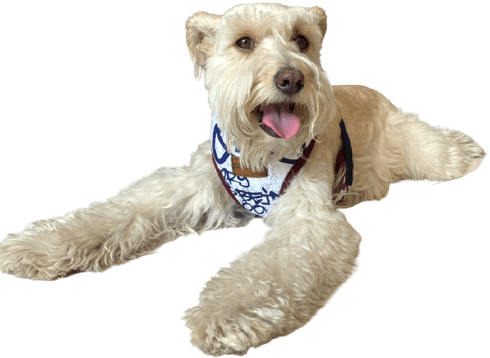 Trino - Petipia Pet Trends - Pecheras para perros